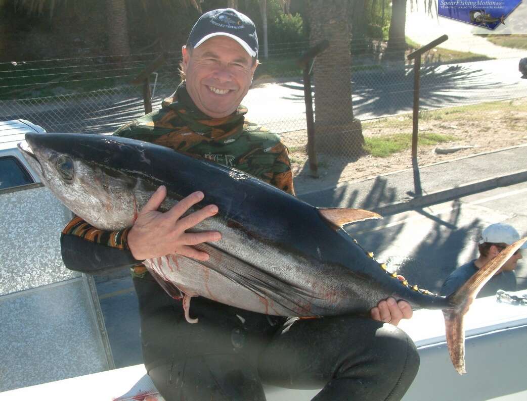 Image of Albacore Fish