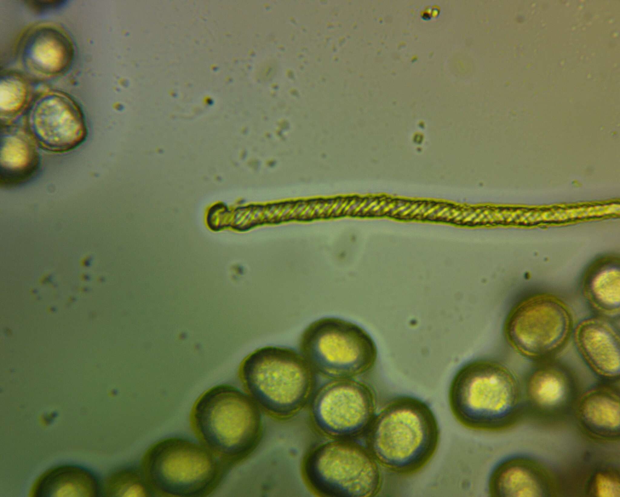 Image of Hemitrichia leiotricha (Lister) G. Lister 1911