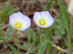 Plancia ëd Convolvulus meonanthus Hoffmanns. & Link