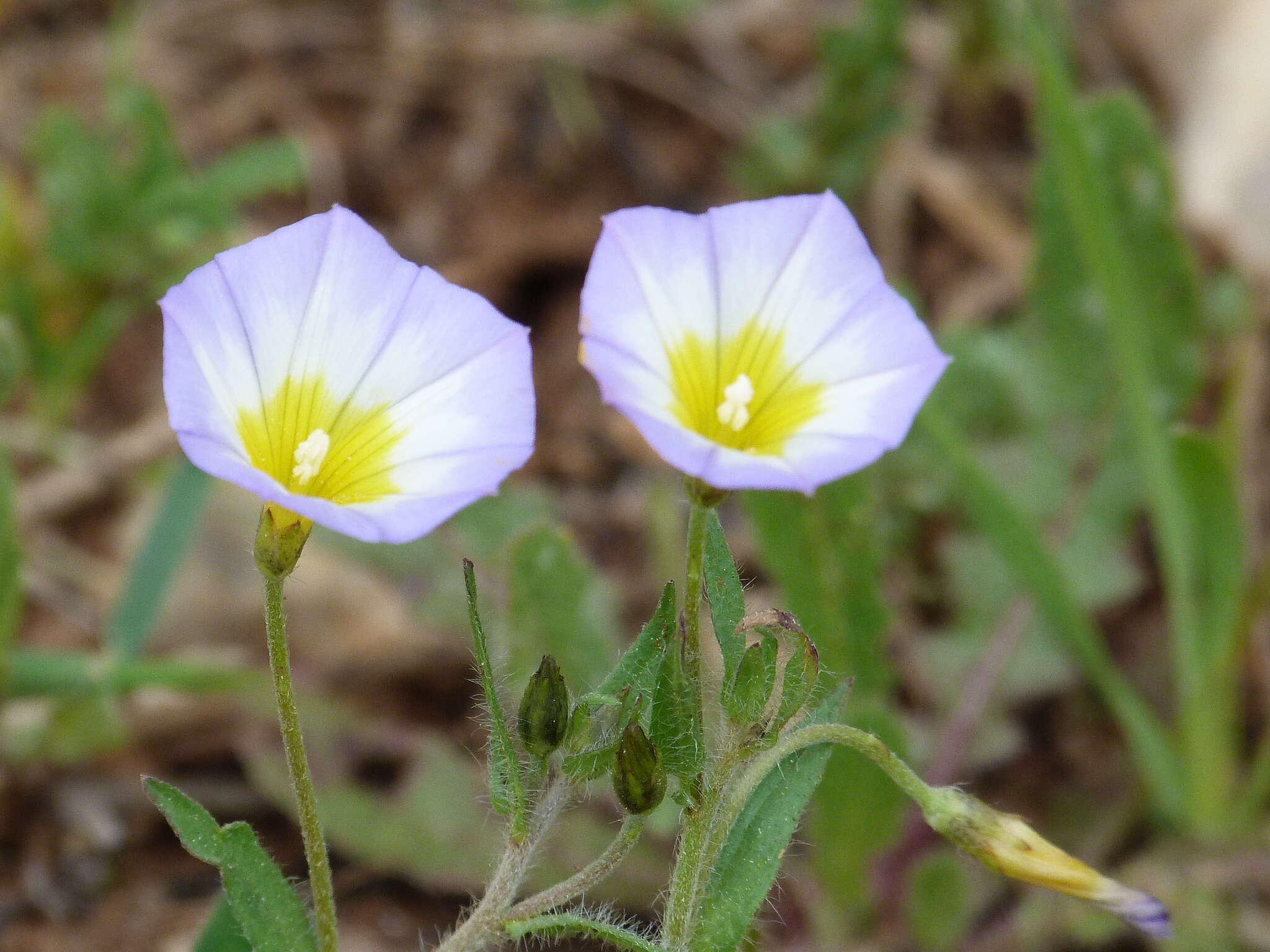 Convolvulus meonanthus Hoffmanns. & Link resmi