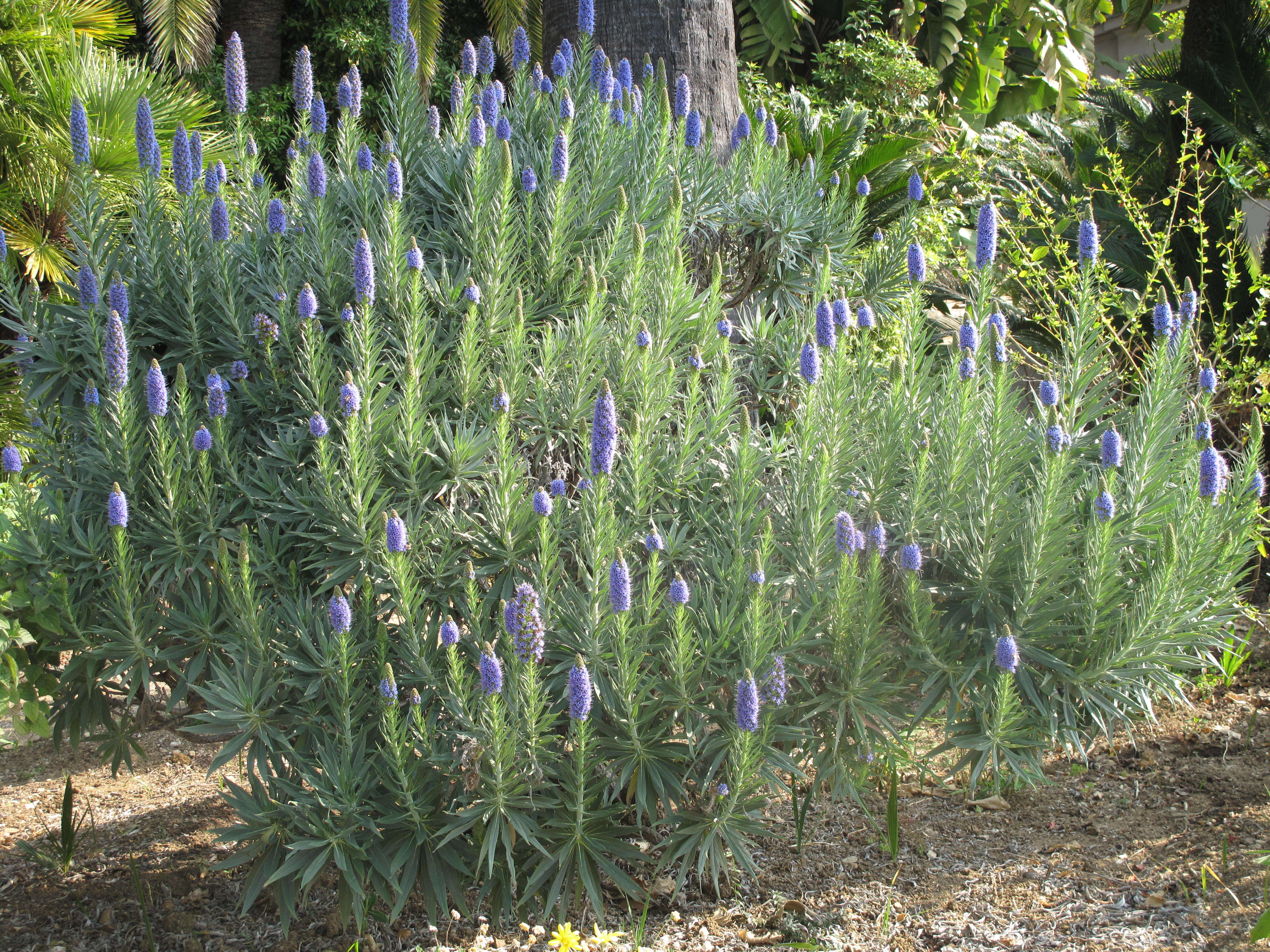 Imagem de Echium candicans L. fil.