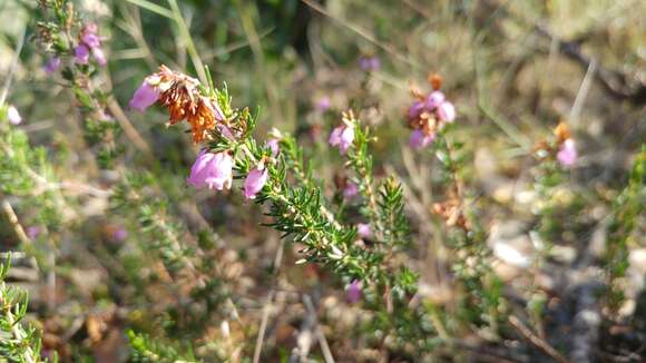 Image of Bell Heather