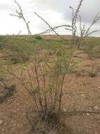 Image de Vachellia nebrownii (Burtt Davy) Seigler & Ebinger