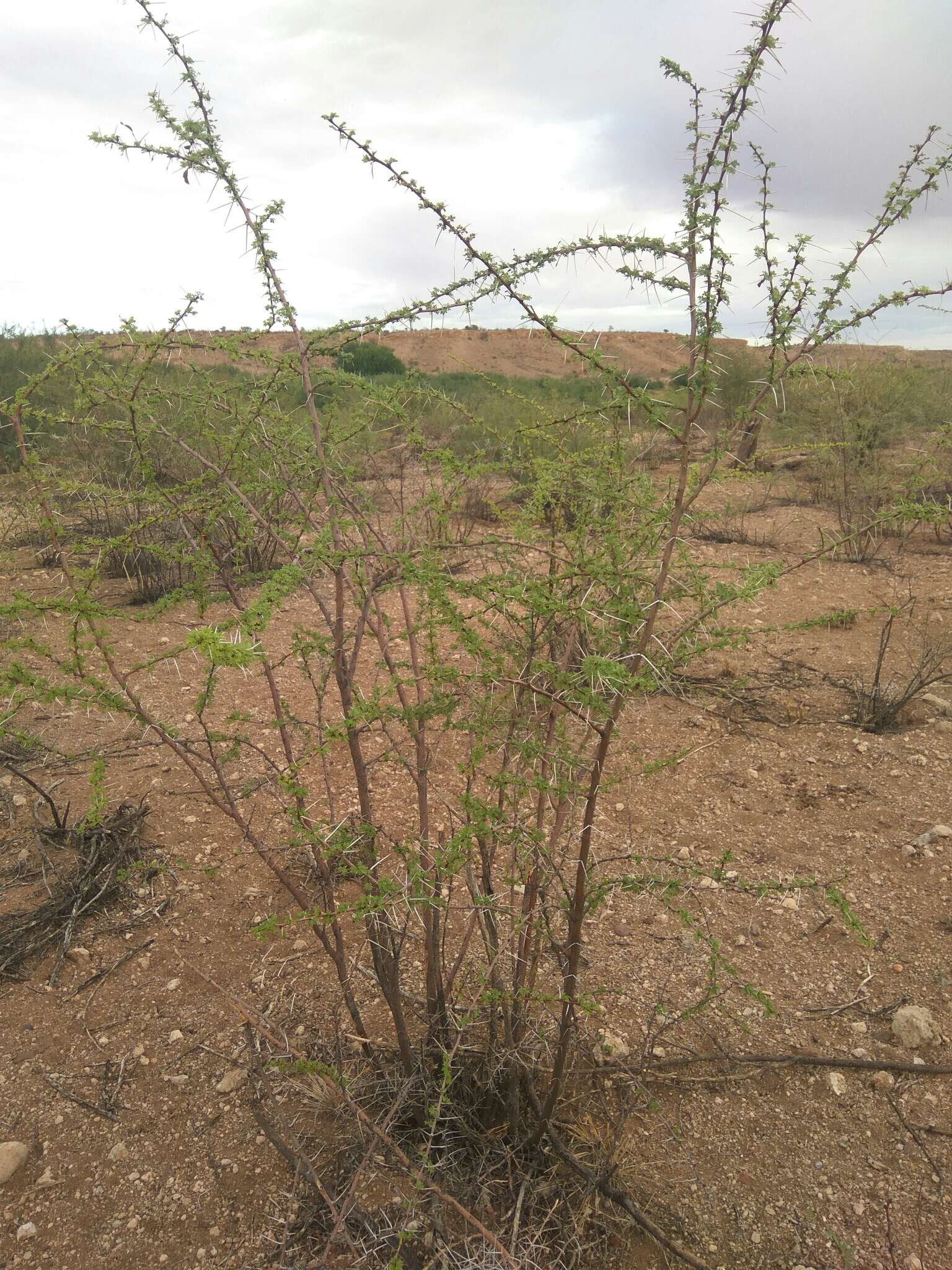 Image de Vachellia nebrownii (Burtt Davy) Seigler & Ebinger