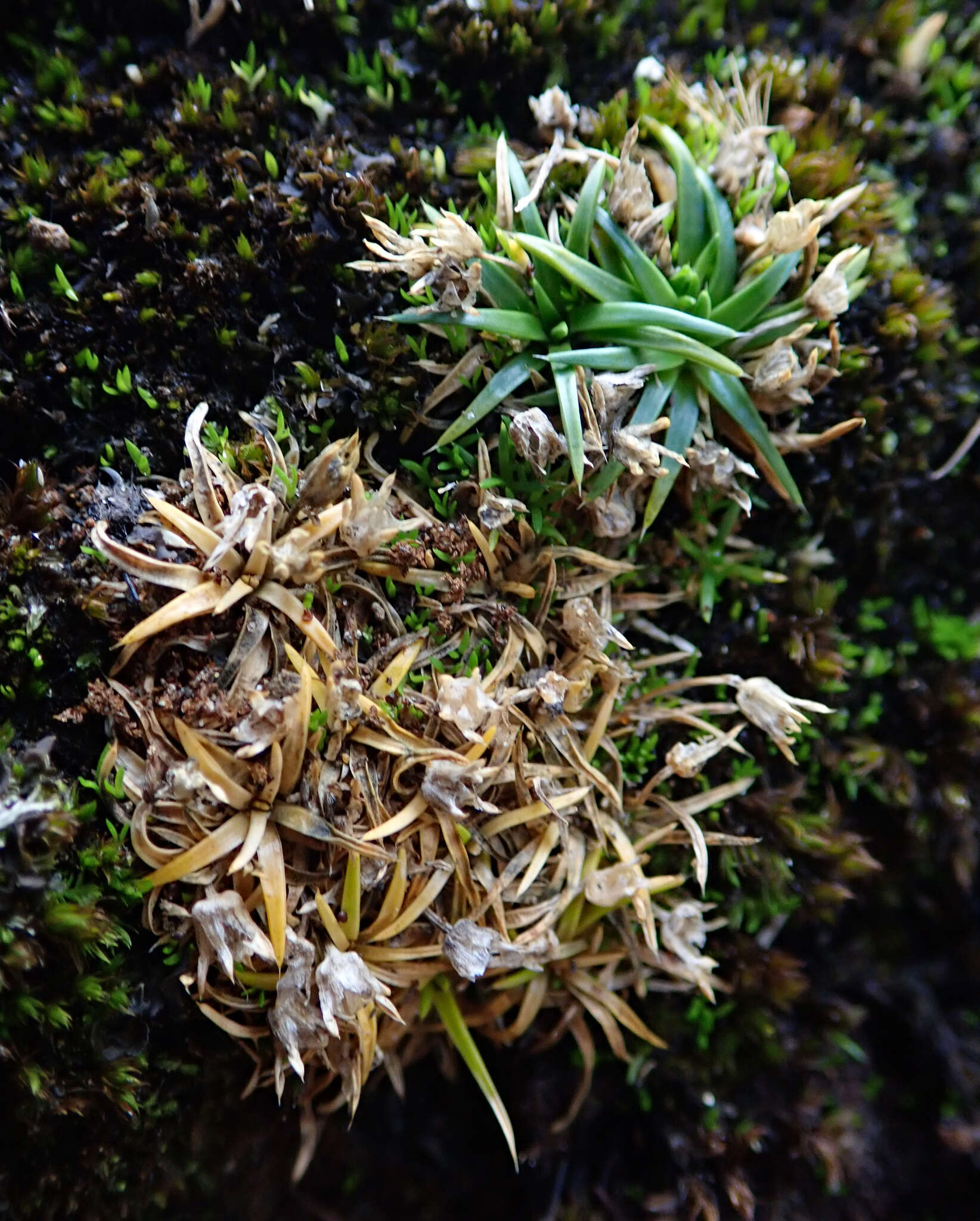 Image of Colobanthus muelleri T. Kirk.