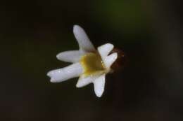 Utricularia quinquedentata F. Mueller ex P. Taylor resmi