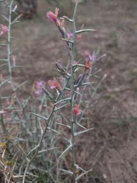 Image of skeletonweed