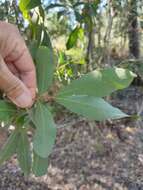 Image of Alectryon connatus (F. Müll.) Radlk.