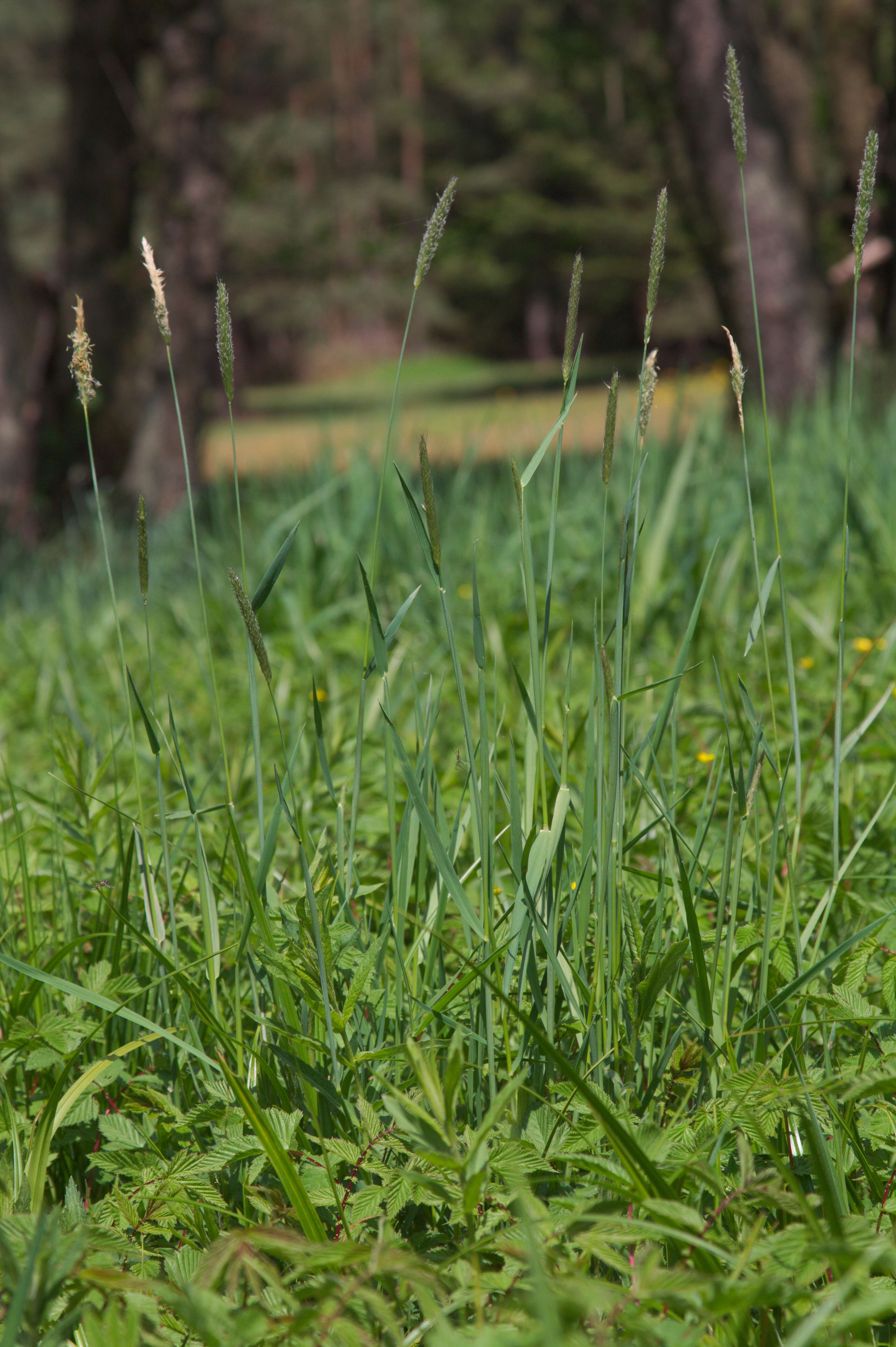 Image of meadow foxtail