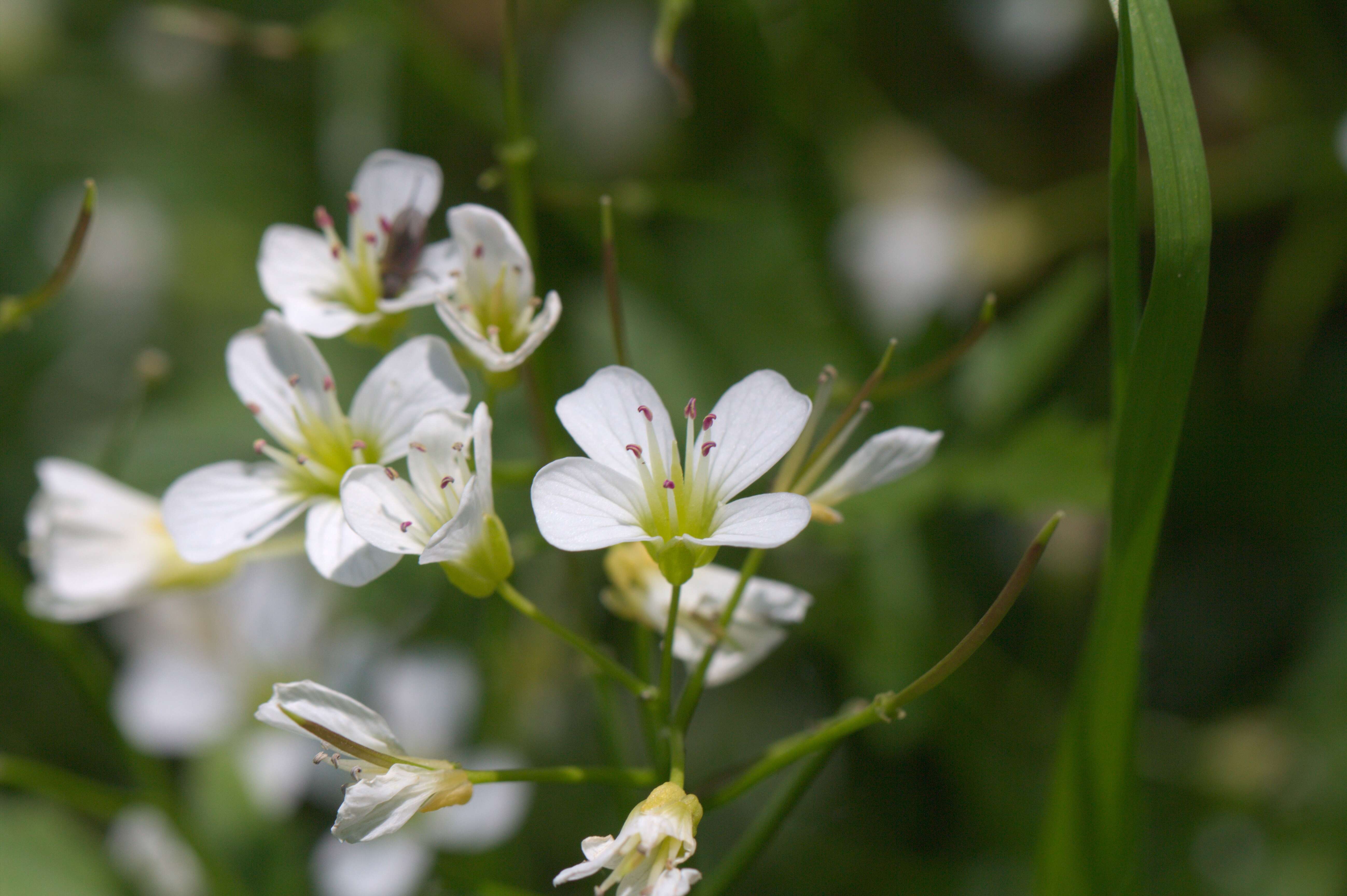 Image of Large Bittercress