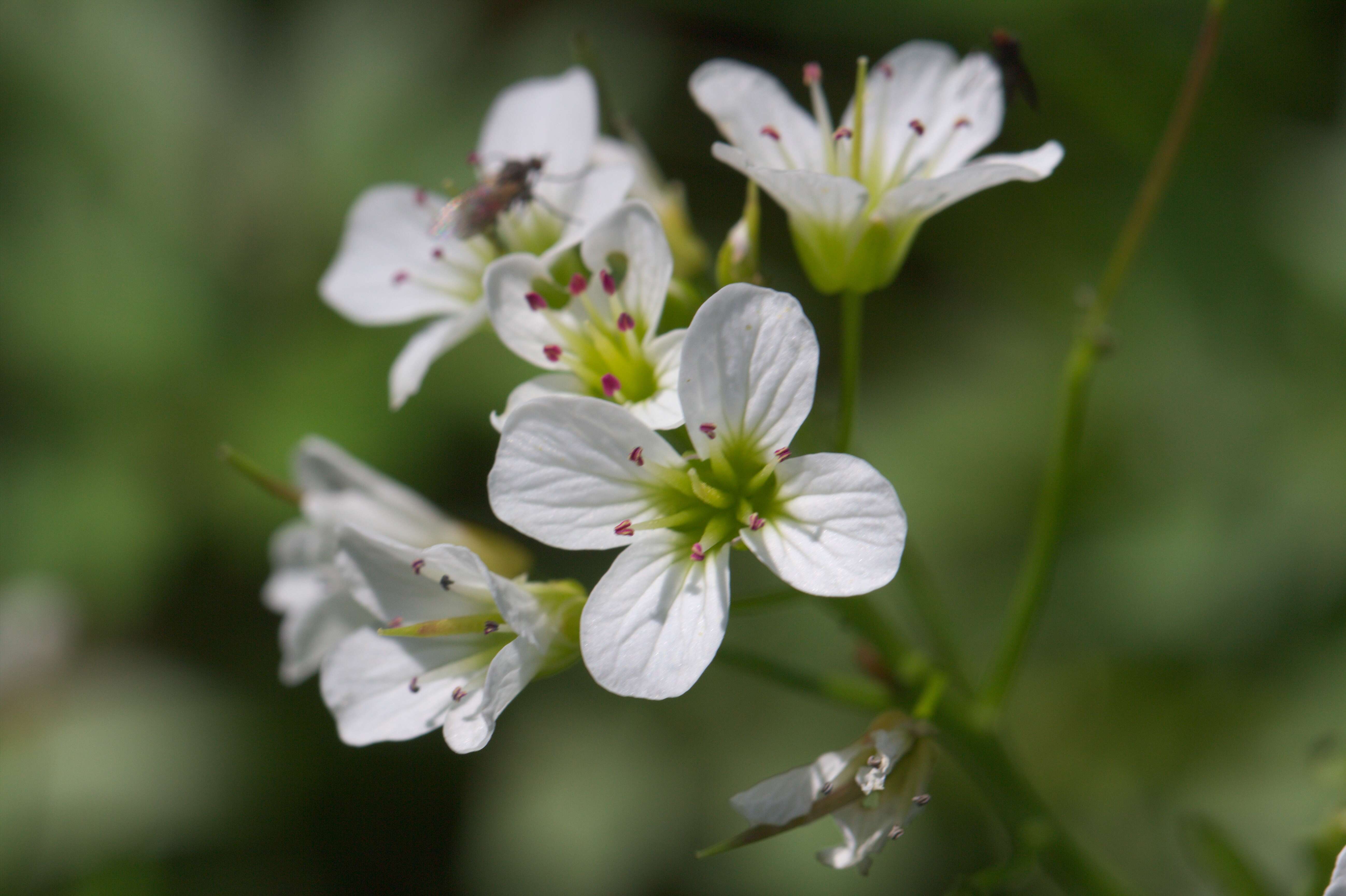 Image of Large Bittercress