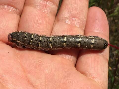 Proserpinus lucidus Boisduval 1852 resmi