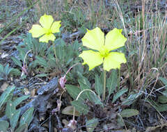 Plancia ëd Oenothera brachycarpa A. Gray