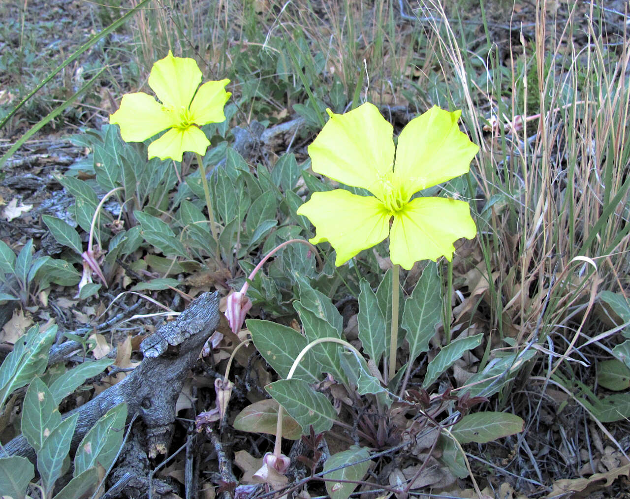 Imagem de Oenothera brachycarpa A. Gray