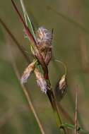 Image of common cottongrass