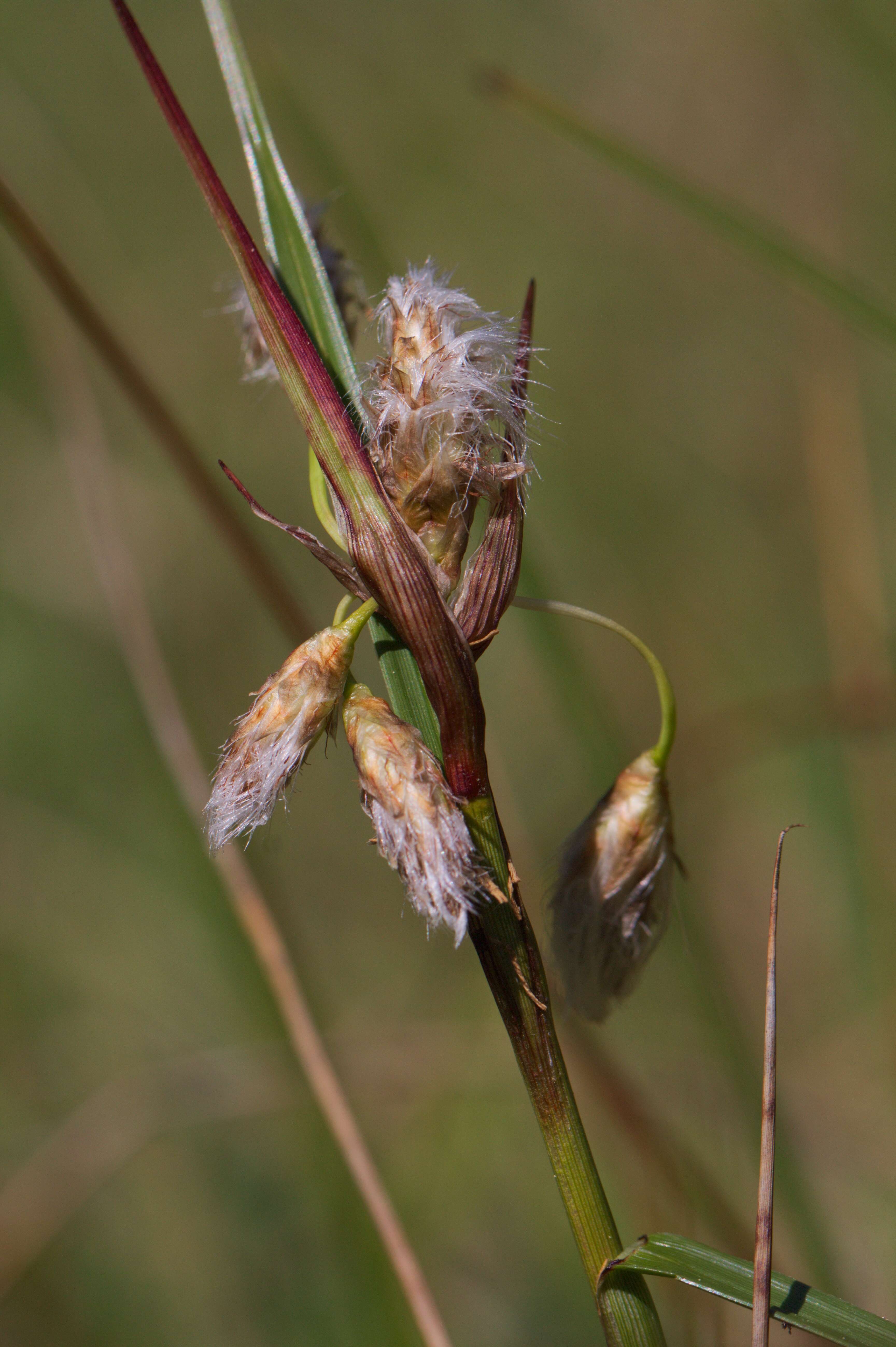 Image of common cottongrass