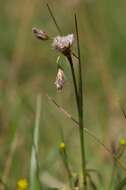 Image of common cottongrass