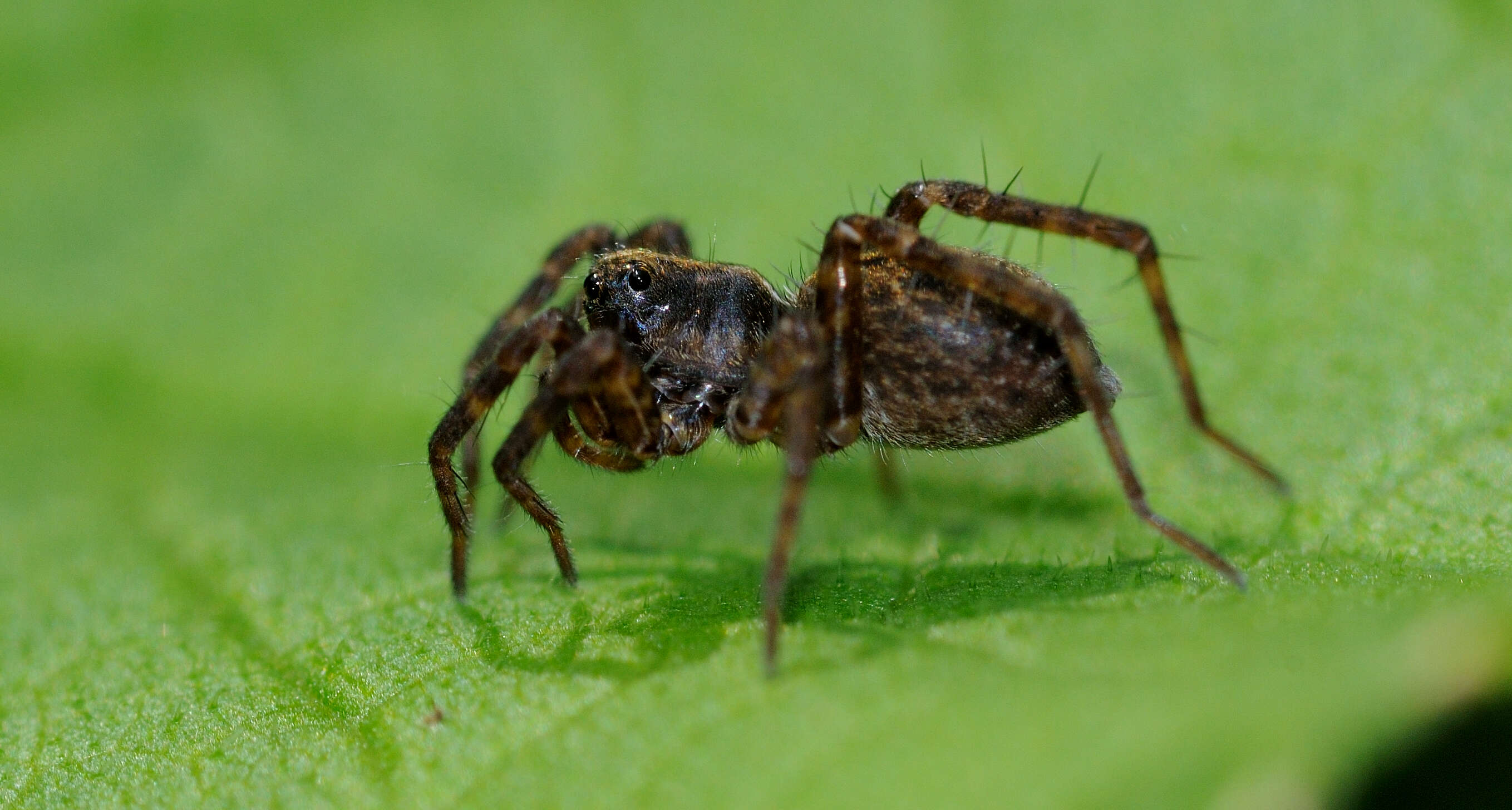 Image of Thinlegged Wolf Spiders