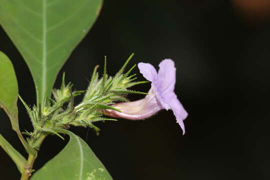 Strobilanthes integrifolius (Dalz.) Kuntze resmi