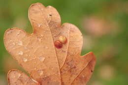 Image of common oak spangle-gall wasp