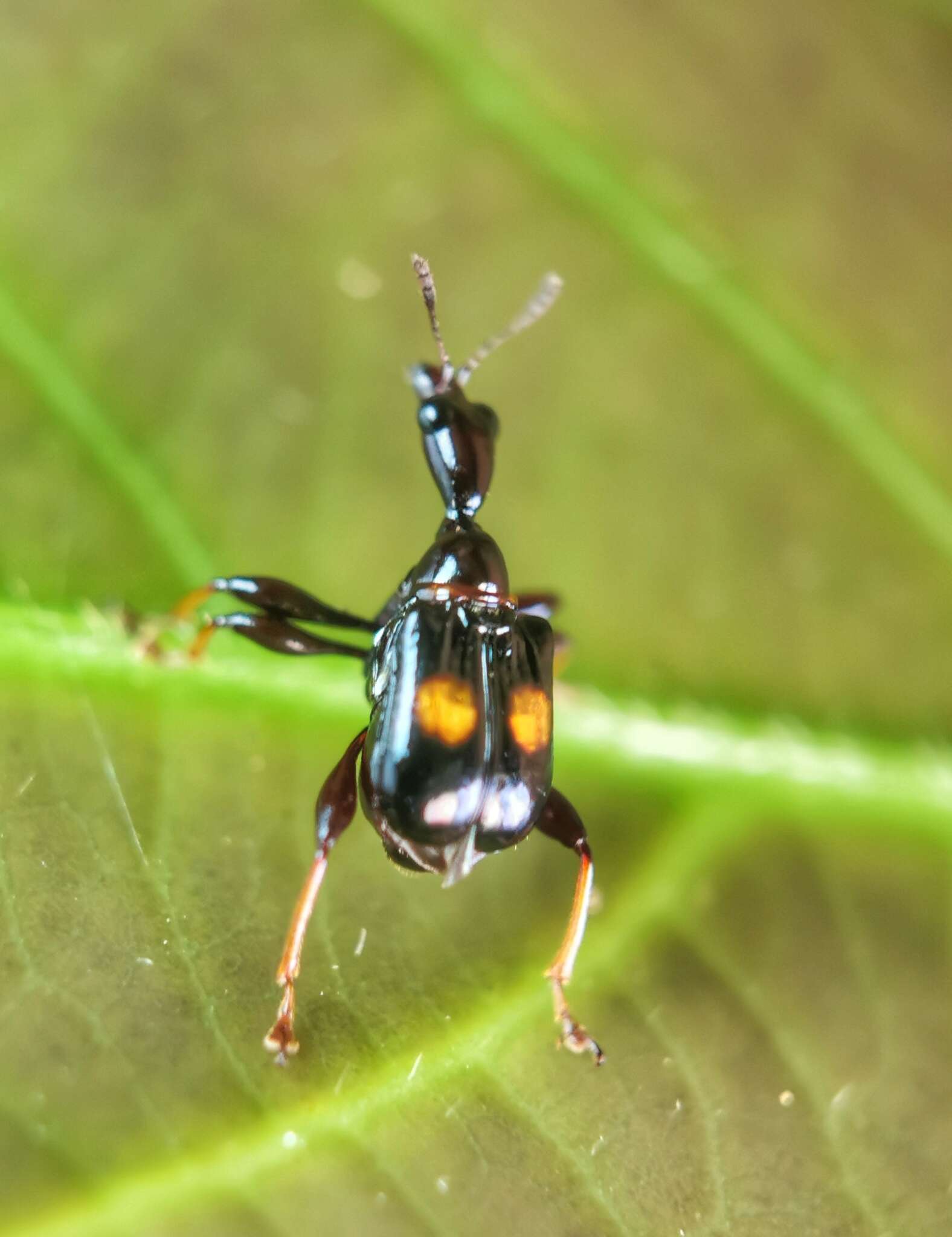 Image of Centrocorynus biguttatus Voss 1929