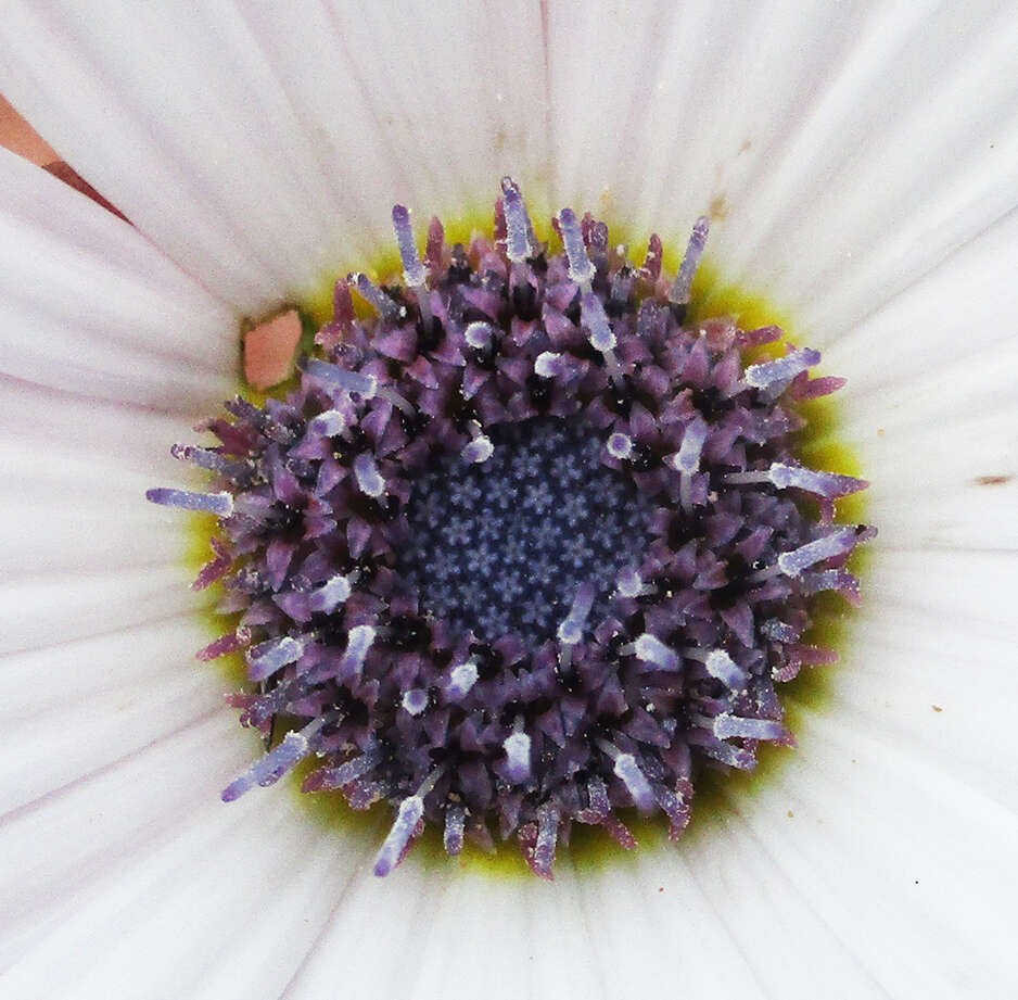 Image of Free State daisy