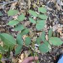 Imagem de Archidendron grandiflorum (Benth.) I. C. Nielsen