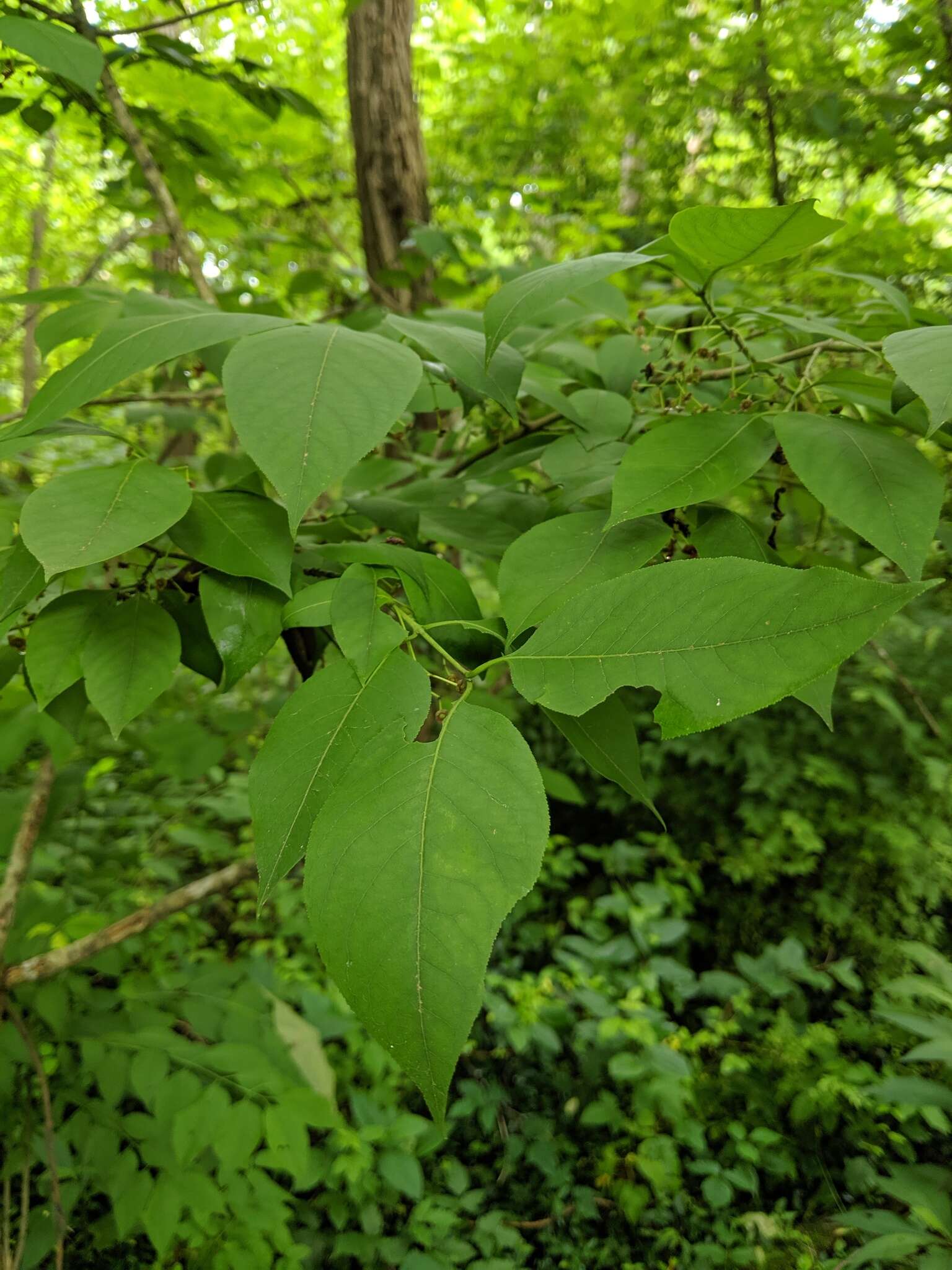 Imagem de Euonymus atropurpureus var. atropurpureus