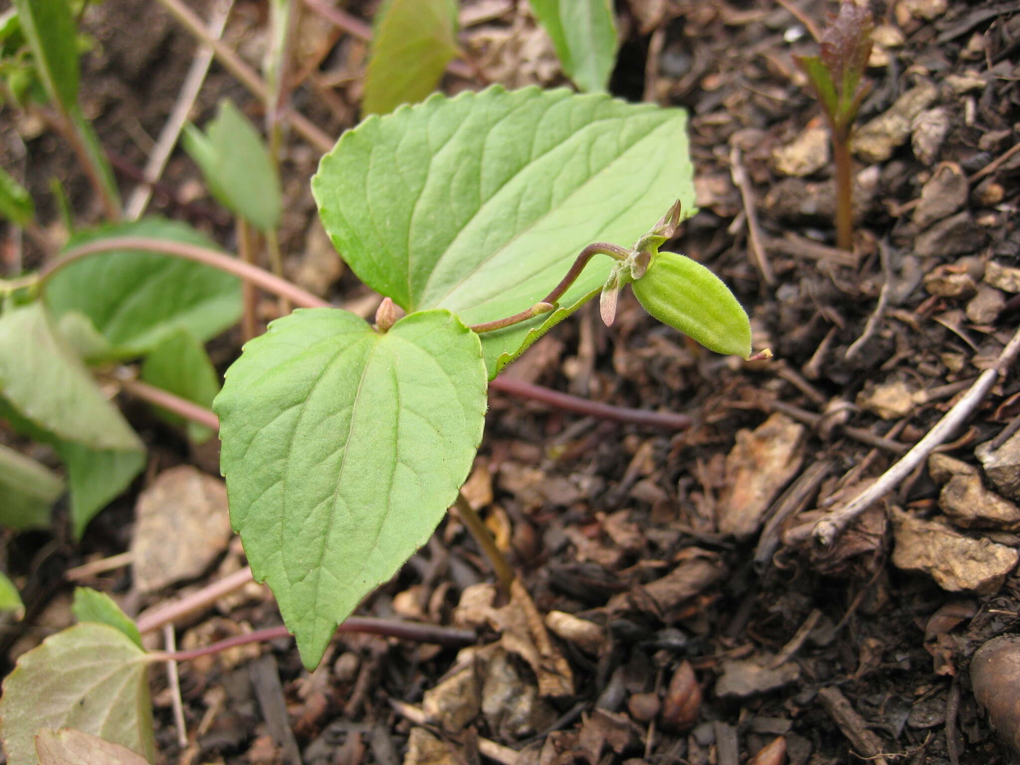 Image de Viola orientalis (Maxim.) W. Beck.