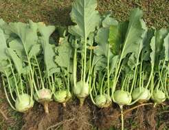 Image of kohlrabi