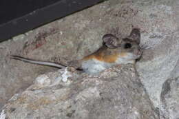 Image of brush mouse