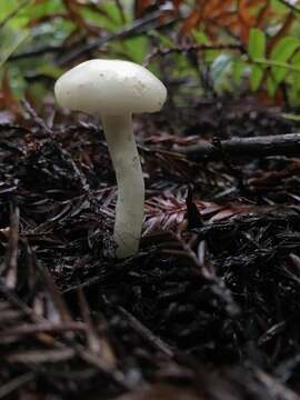 Image of Hygrocybe russocoriacea (Berk. & T. K. Mill.) P. D. Orton & Watling 1969