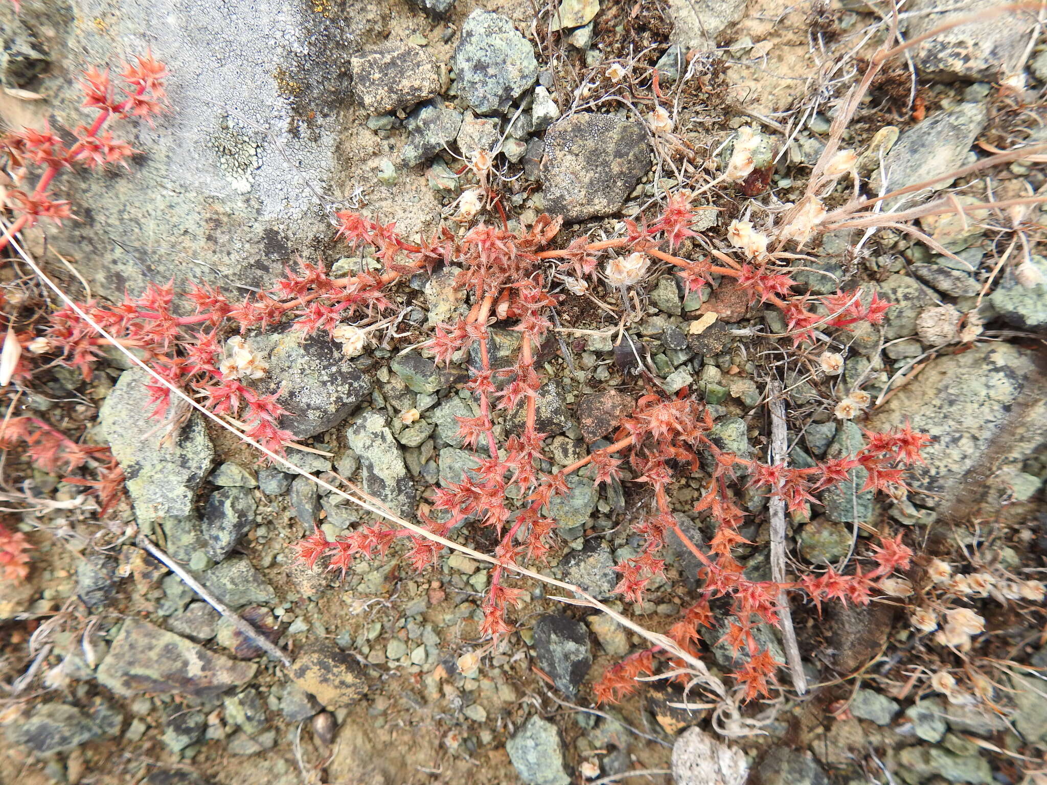 Imagem de Chorizanthe polygonoides A. Gray