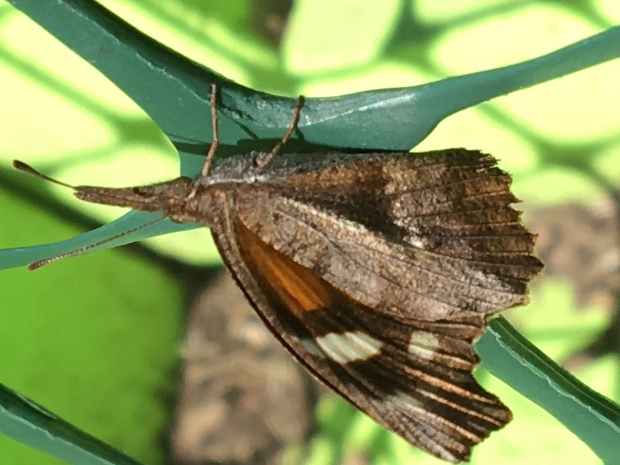 Image of Libytheana carinenta bachmanii (Kirtland 1851)