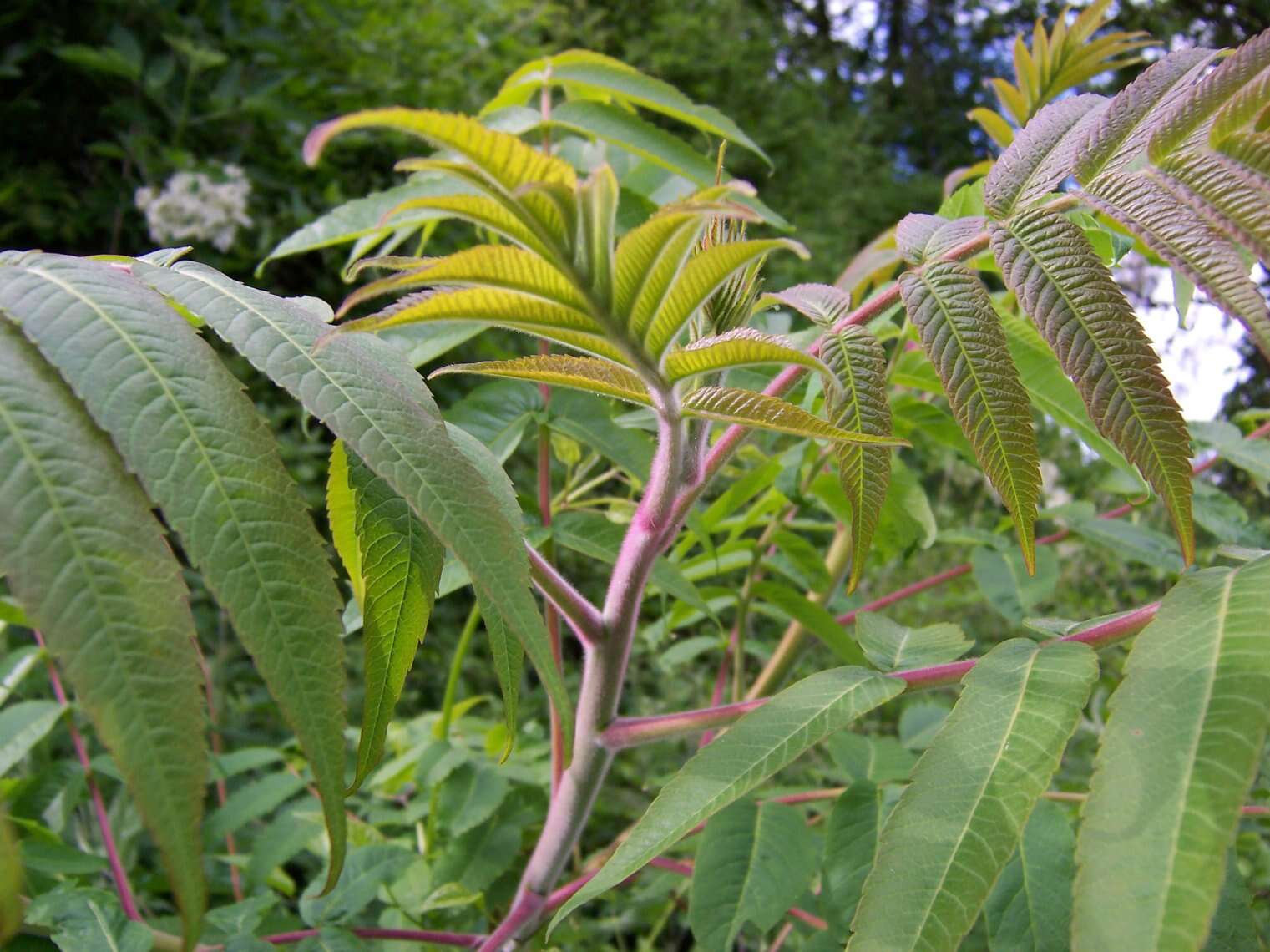 Image of staghorn sumac