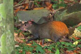 Image of Brazilian Agouti