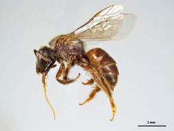 Plancia ëd Lasioglossum halictoides (Smith 1858)