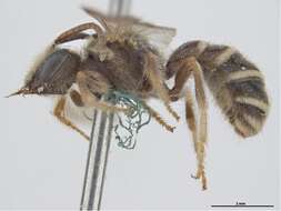 Image of Lasioglossum halictoides (Smith 1858)