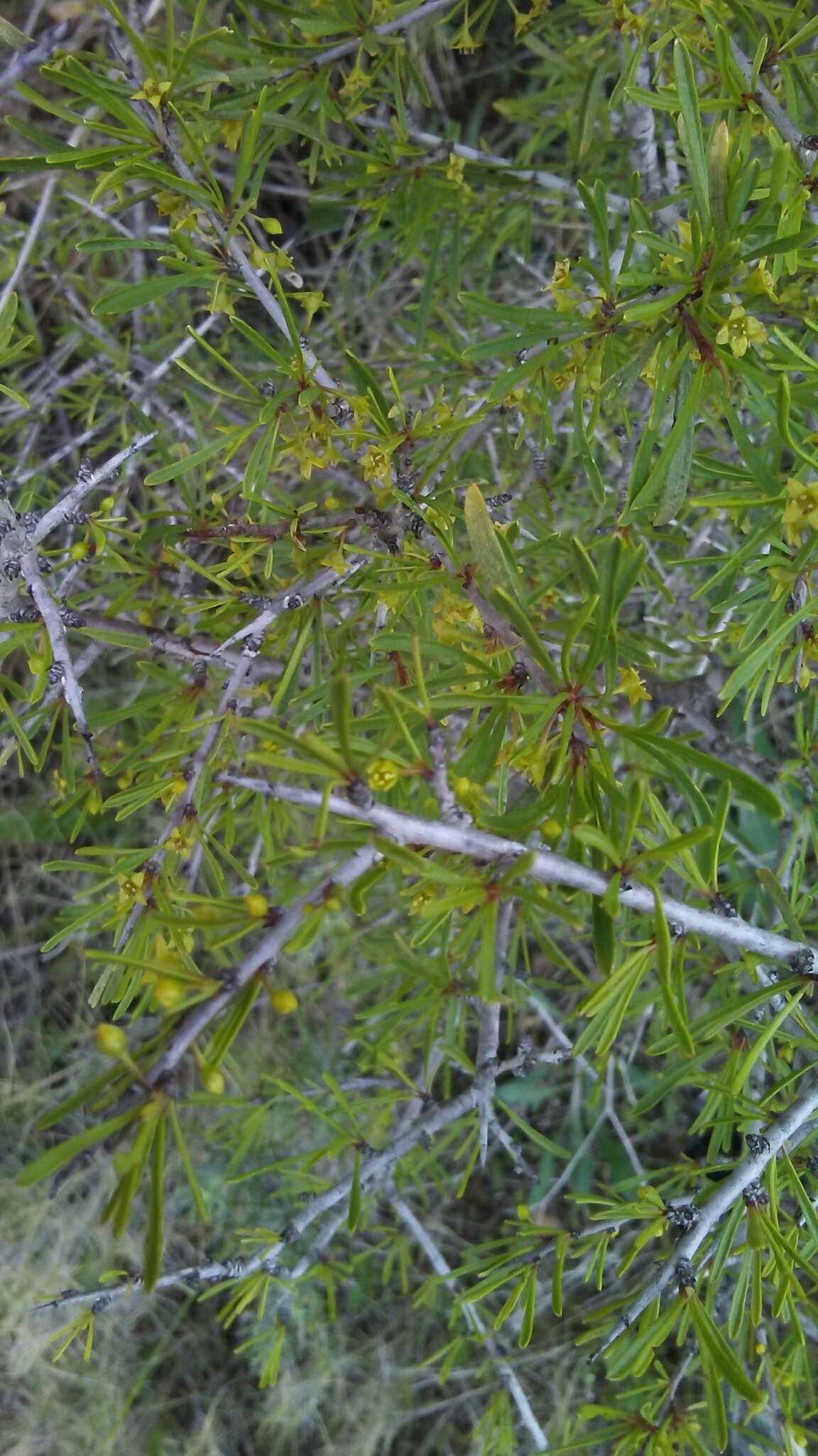 Image of European buckthorn