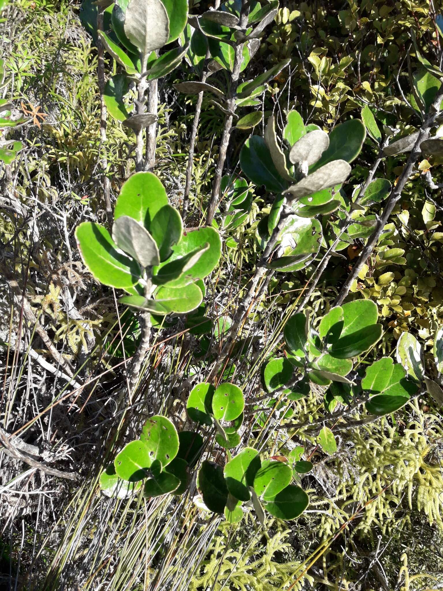 Image of daisy bush