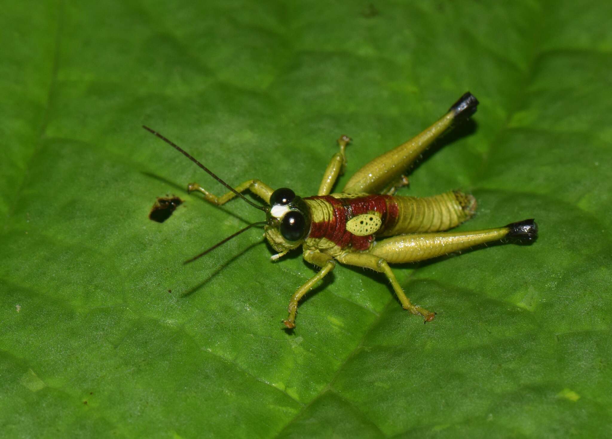 Image of Hippariacris latona (Günther & K. 1940)