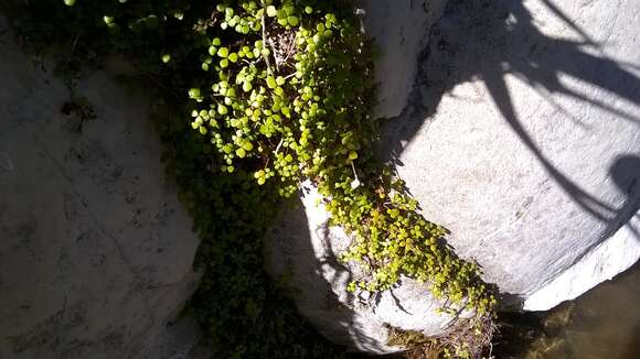 Image of Hydrocotyle tripartita var. hydrophila (Petrie) Cheesem.