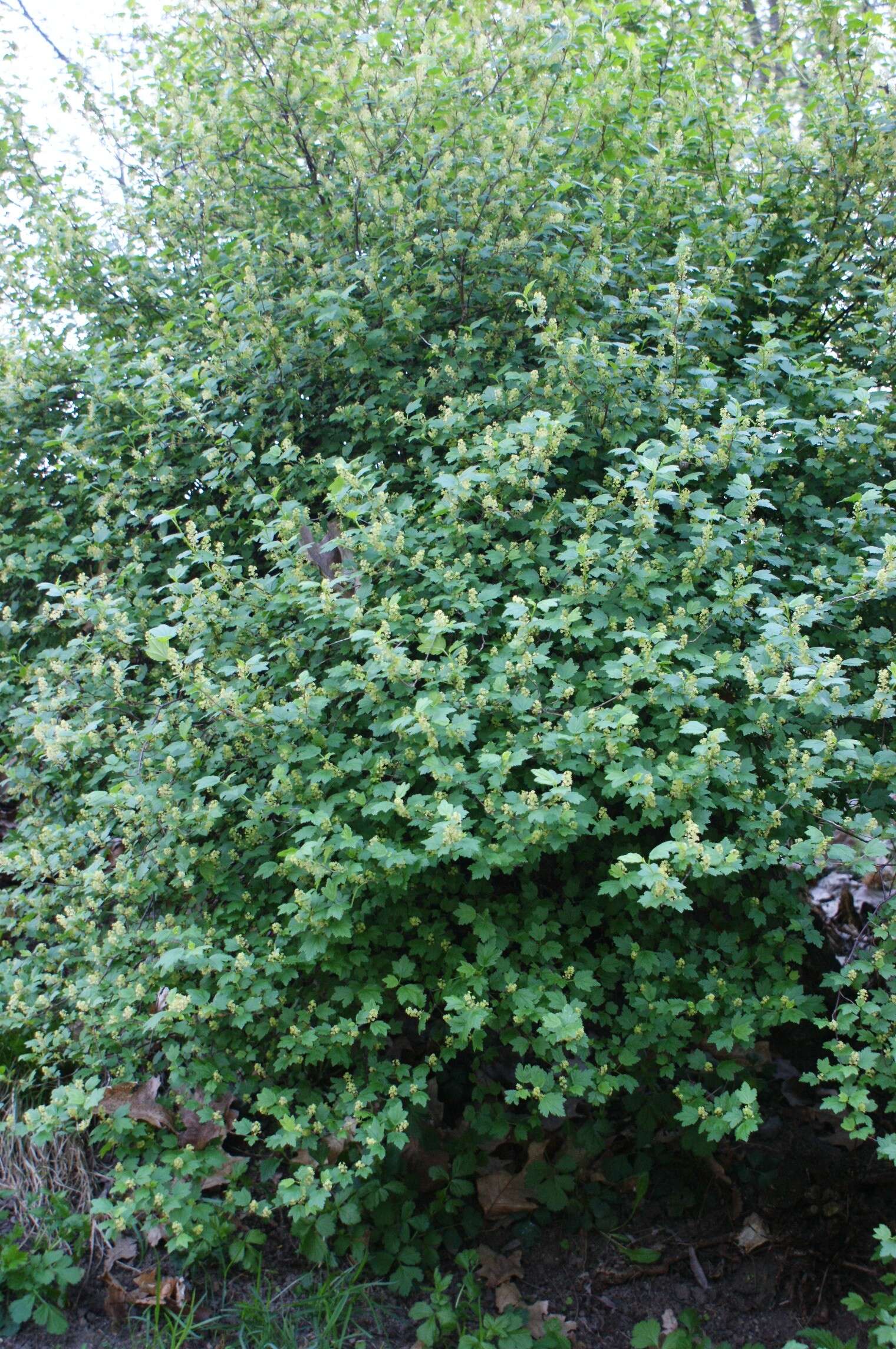 Image of Mountain Currant