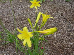 Image of lemon day-lily