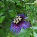 Passiflora cincinnata Mast. resmi