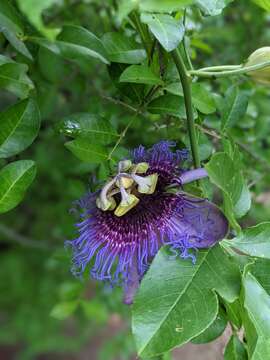 Sivun Passiflora cincinnata Mast. kuva