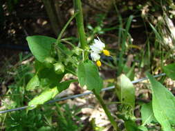 Image of European Black Nightshade