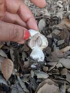 Image of Agaricus deserticola G. Moreno, Esqueda & Lizárraga 2010