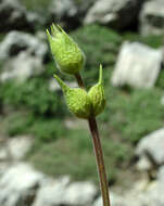 Слика од Sideritis libanotica Labill.