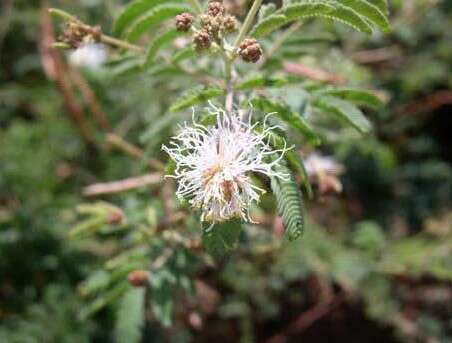 Desmanthus velutinus Scheele resmi